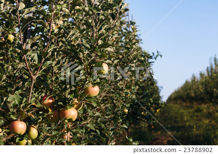 Ripe apples in the garden Ripe apples in the garden 23788902