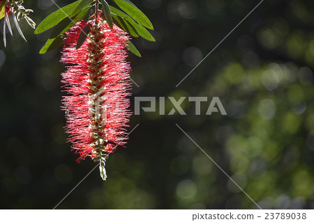 Red wiping bottle bush 23789038