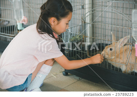 小學學生 小學生 兔子 23789223