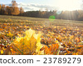 Autumn foliage in the sunlight 23789279