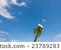Dandelion macro against the blue sky 23789283