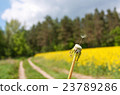 Lonely dandelion seed 23789286