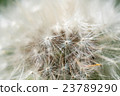 Dandelion abstract closeup 23789290
