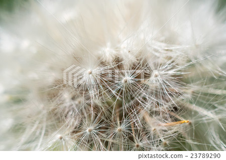 Dandelion abstract closeup 23789290