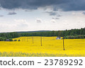 Yellow oilseed rape field 23789292