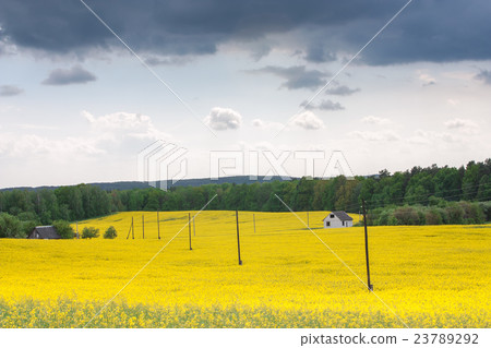 Yellow oilseed rape field 23789292