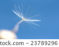 One dandelion macro 23789296