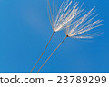 Dandelion macro and blue sky 23789299