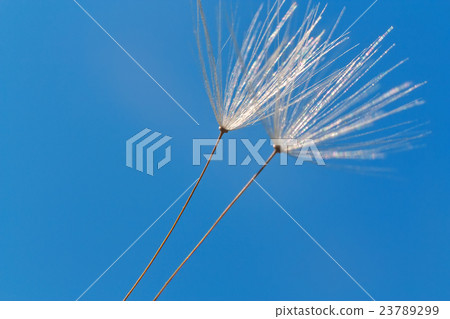 Dandelion macro and blue sky 23789299