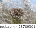 Dandelion abstract close up 23789301