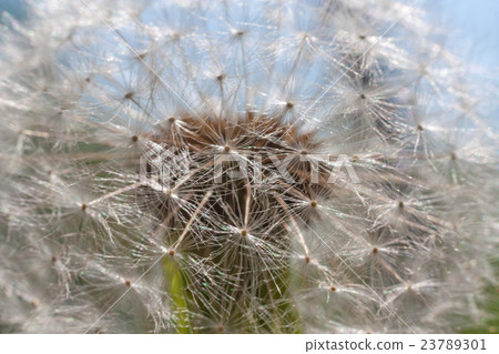 Dandelion abstract close up 23789301
