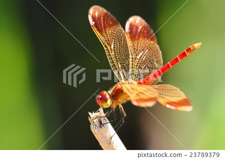 Miyama makane (male) Miyama makane (male) 23789379