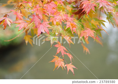 Fall landscape Fall landscape 23789380