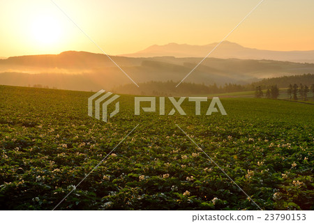 Biei no Oka 23790153