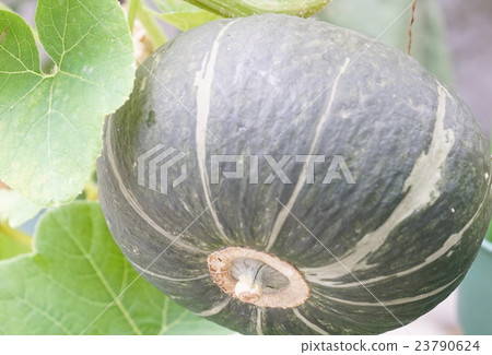 Kabotiya Kabotiya 23790624