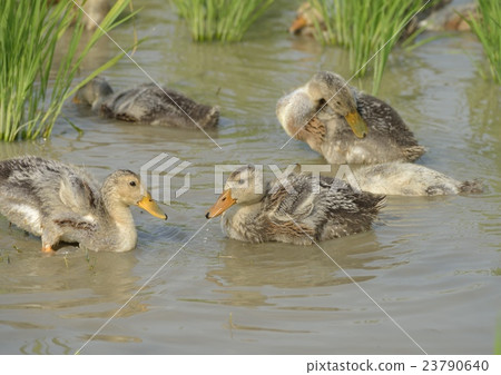 與稻田的鴨子 23790640