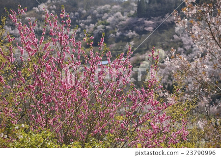 Hanamiyama park Fukushima-shi 4 Hanamiyama park Fukushima-shi 4 23790996