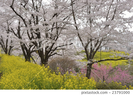 Hanamiyama Park Fukushima City 7 Hanamiyama Park Fukushima City 7 23791000