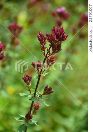 Salvia Nemo Rosa Schulembreng Salvia Nemo Rosa Schulembreng 23791007