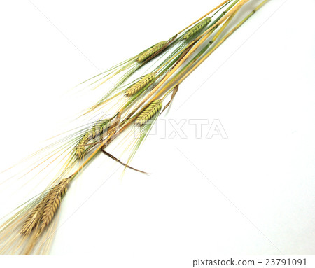 Barley 23791091
