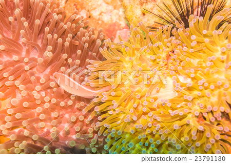 Coral reef and fish at south west pinnacle Coral reef and fish at south west pinnacle 23791180