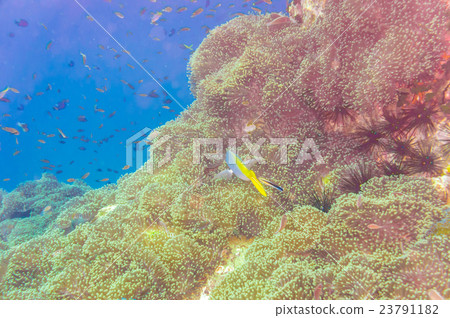Coral reef and fish underwater at south west Coral reef and fish underwater at south west 23791182
