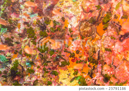 Coral reef underwater at south west pinnacle Coral reef underwater at south west pinnacle 23791186