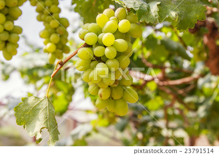 Green grapes on vine sunset time 23791514