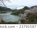 Cherry blossoms at Kimigano dam lake Cherry blossoms at Kimigano dam lake 23791587