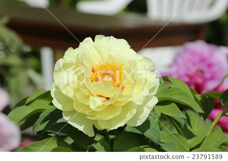 Button Button 23791589