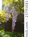 Wisteria flowers Wisteria flowers 23791681