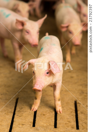 Pig at a factory Pig at a factory 23792397