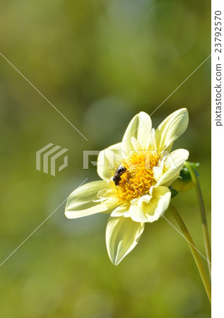 大麗花和蜜蜂 23792570