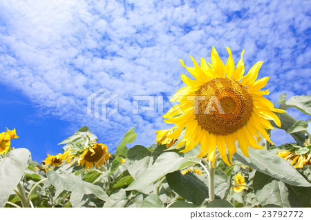Sun Flower Sun Flower 23792772
