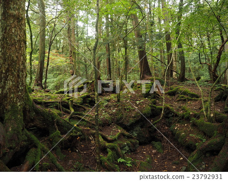 Ajikigahara jikai with striking roots and mosses striking in the road leading to Mt. Futakomi in Yamanashi Prefecture 23792931
