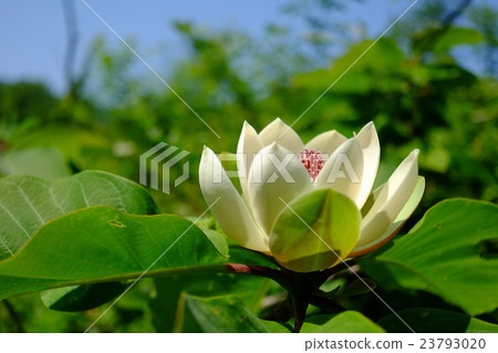 Parkna flowers 23793020