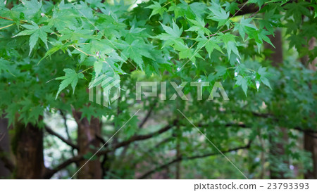 綠色環保材料 23793393