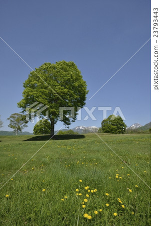 Sasagamine rangeland 1 Sasagamine rangeland 1 23793443