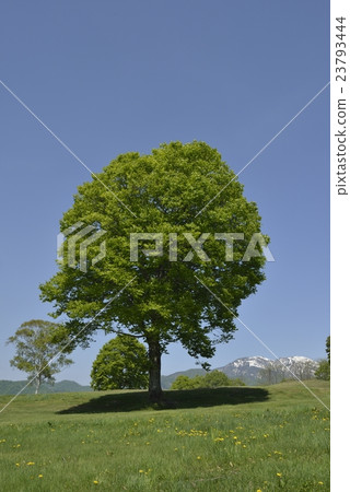 Sasagamine Pasturehouse 2 Sasagamine Pasturehouse 2 23793444