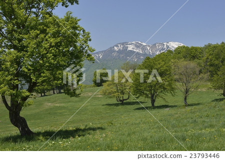 Sasagamine Pasture 4 23793446