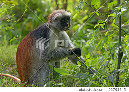 Zanzibar red colobus 23793545