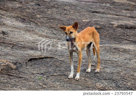 Stray dog Stray dog 23793547