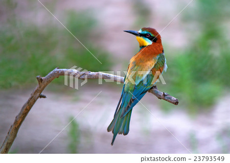Exotic tropical bird Exotic tropical bird 23793549