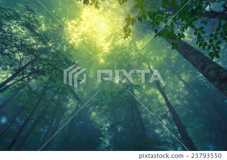 Foggy forest Foggy forest 23793550