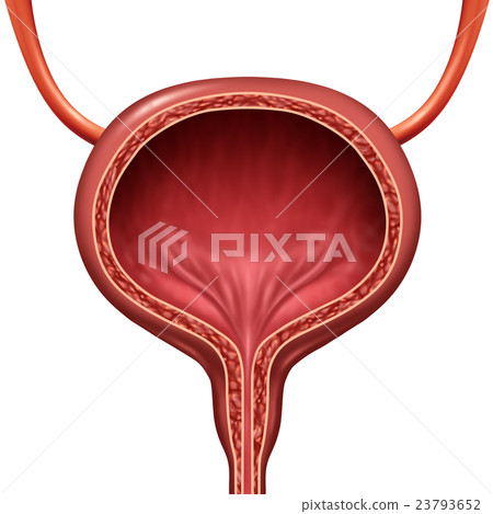 Human Urinary Bladder 23793652