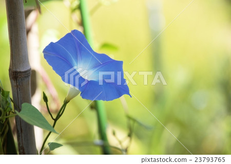 藍色牽牛花 藍色牽牛花 23793765