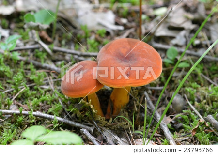 Lactifluus volemus Lactifluus volemus 23793766