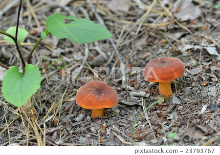 Lactifluus volemus Lactifluus volemus 23793767