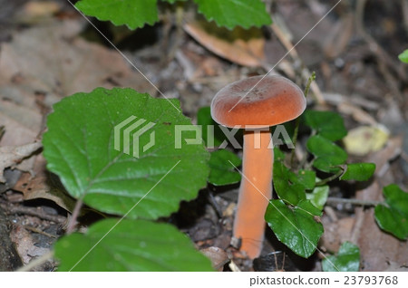 Lactifluus volemus Lactifluus volemus 23793768