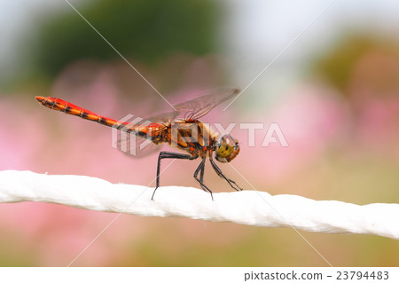 Akiakane (male) 23794483